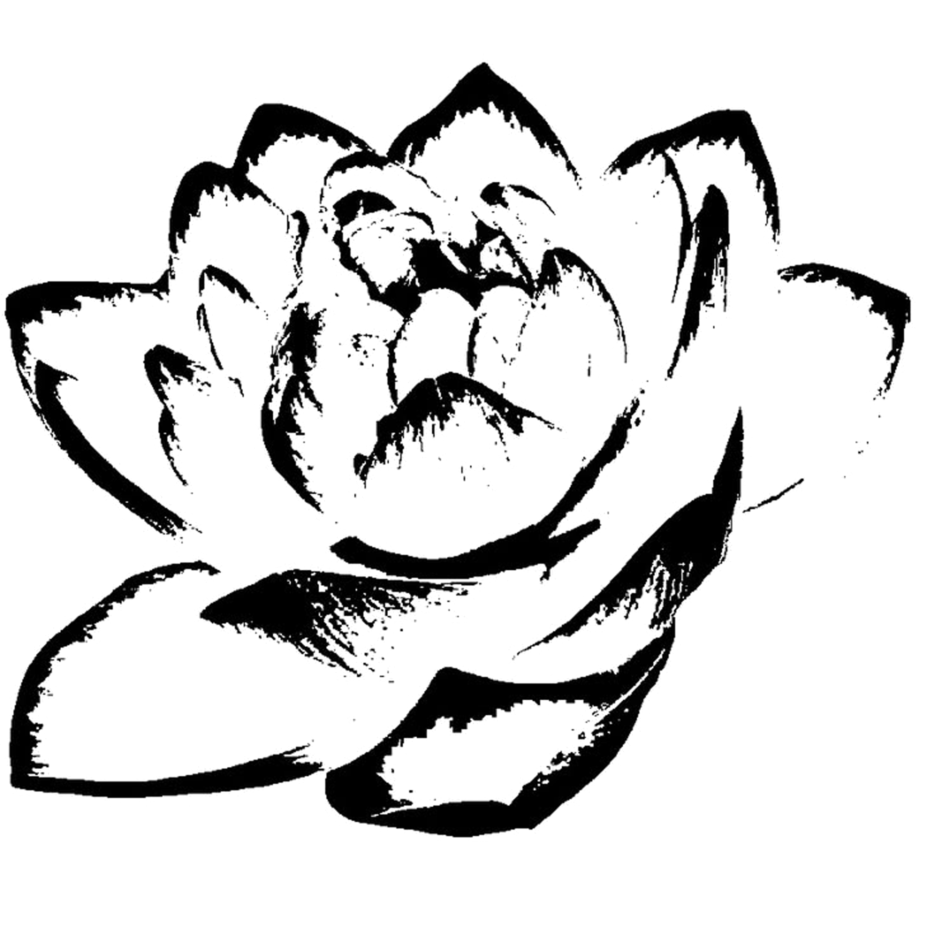 Lotus